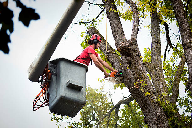 Tree and Shrub Care in Temple City, CA